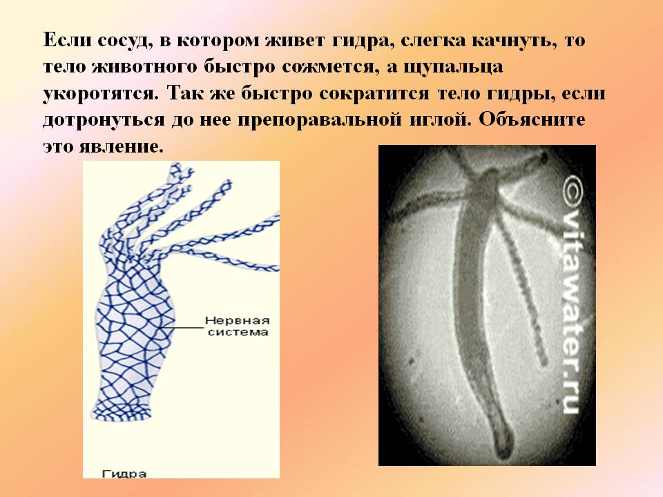 Кракен сайт krakens13 at